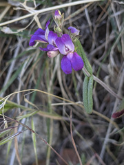 Collinsia concolor