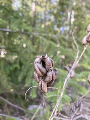 Astragalus neglectus