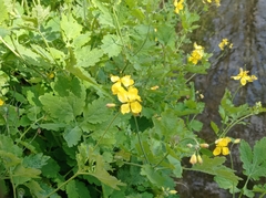 Chelidonium majus