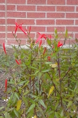 Anisacanthus quadrifidus wrightii