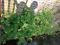 Chelidonium majus