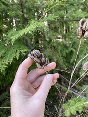Astragalus neglectus