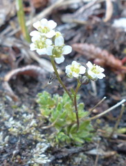 Draba lactea
