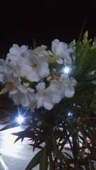 Nerium oleander