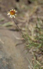 Helenium radiatum