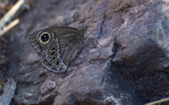 Pampasatyrus gyrtone