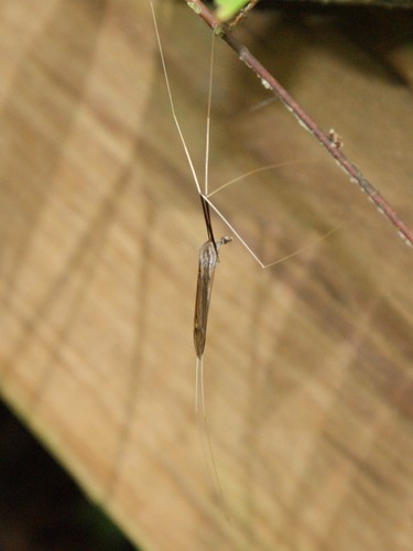 Brachypremna dispellens photo 3