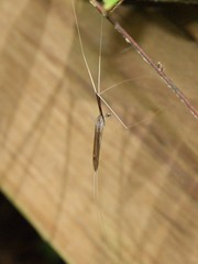 Brachypremna dispellens