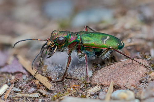 Purple Tiger Beetle