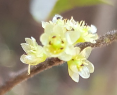 Litsea glaucescens