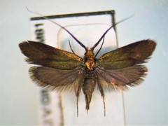 Nemophora cupriacella