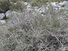 Psorothamnus arborescens