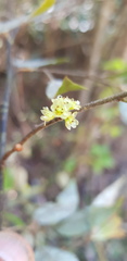 Litsea glaucescens