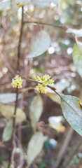 Litsea glaucescens