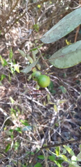 Litsea glaucescens
