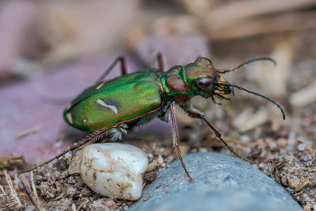 Purple Tiger Beetle