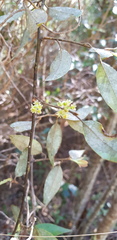 Litsea glaucescens