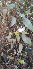 Litsea glaucescens