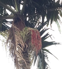 Brotogeris tirica