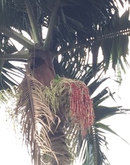 Brotogeris tirica