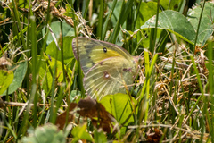 Colias eurytheme
