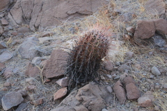 Ferocactus emoryi rectispinus