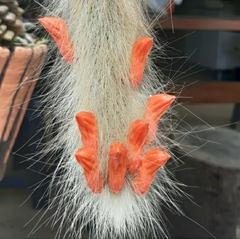 Cleistocactus winteri