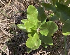 Asclepias tomentosa image