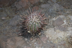 Ferocactus emoryi rectispinus