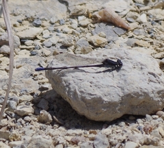 Argia immunda