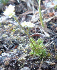 Draba lactea
