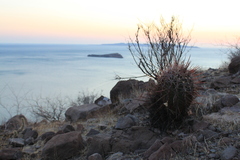 Ferocactus emoryi rectispinus