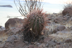 Ferocactus emoryi rectispinus