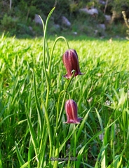 Fritillaria acmopetala