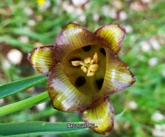 Fritillaria acmopetala