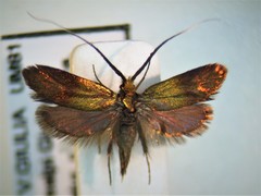 Nemophora cupriacella