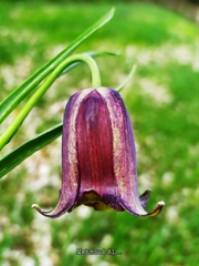 Fritillaria acmopetala