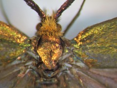 Nemophora cupriacella
