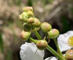 Sagittaria lancifolia image