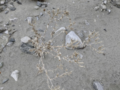 Mentzelia laevicaulis