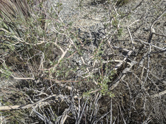 Psorothamnus arborescens