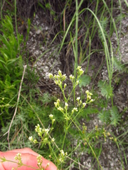 Galium octonarium
