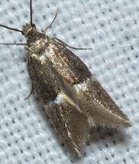 Aproaerema polychromella