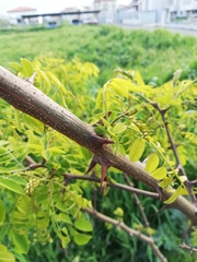 Robinia pseudoacacia