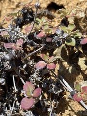 Eriogonum cedrorum