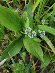 Valerianella locusta