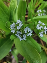 Valerianella locusta