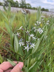 Amsonia rigida