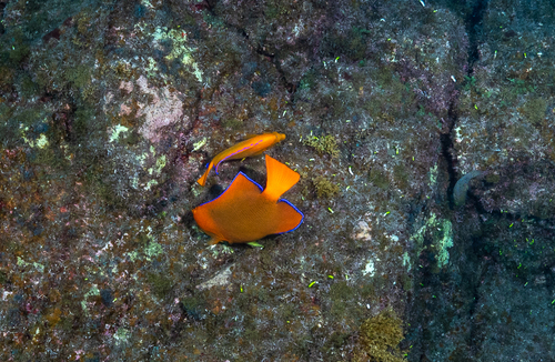 Photo of Clarion angelfish (Holacanthus clarionensis)