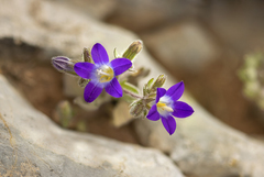 Campanula drabifolia